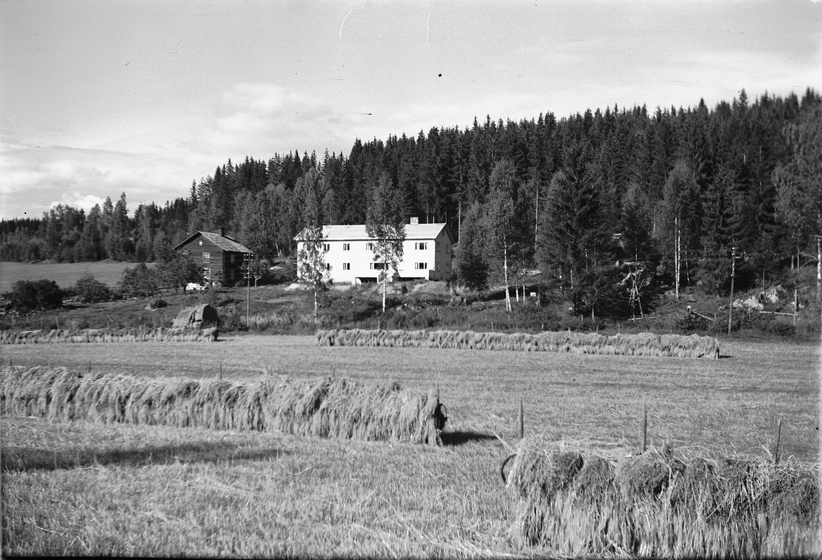 Håkon Prestkværn, Ukjent gard.