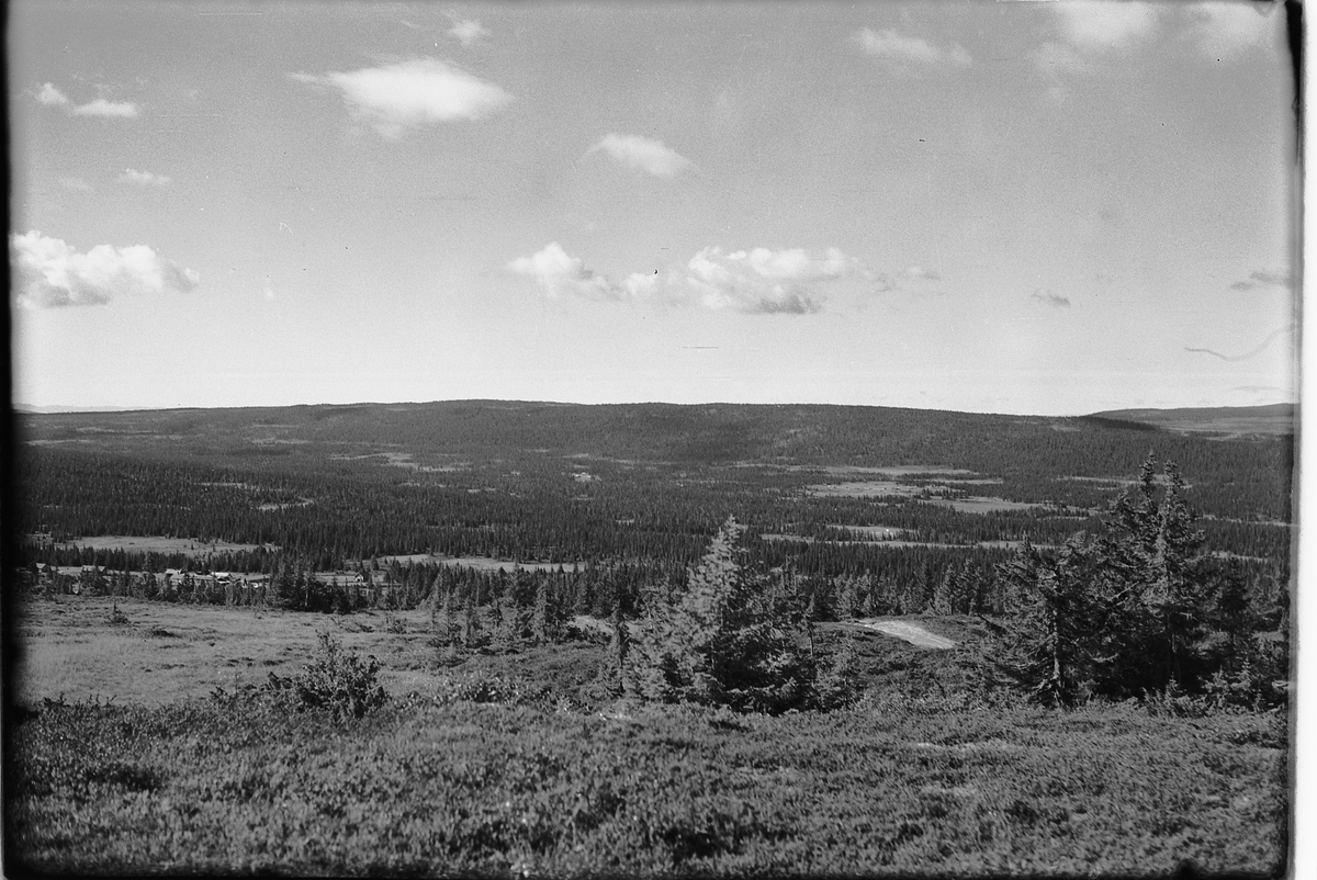 Håkon Prestkværn, Landskap med skog, ukjent.