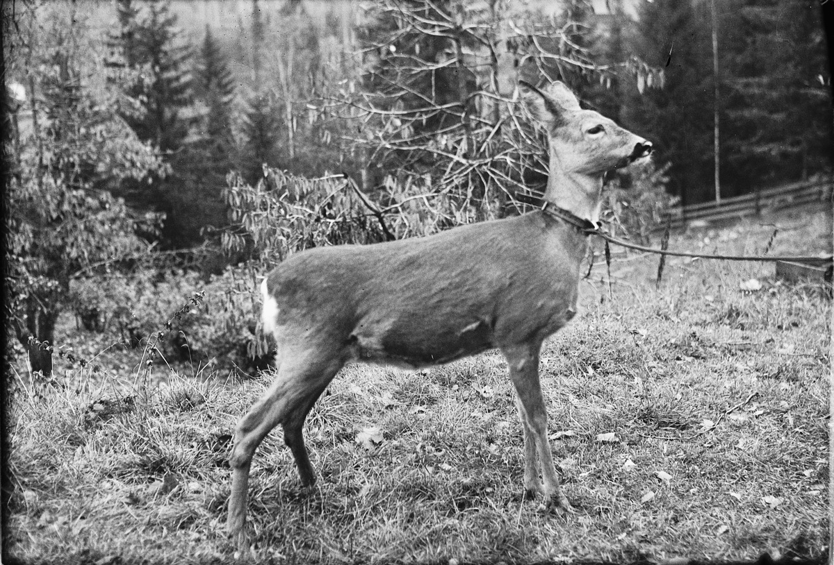 Håkon Prestkværn, Tamt rådyr med halsbånd.