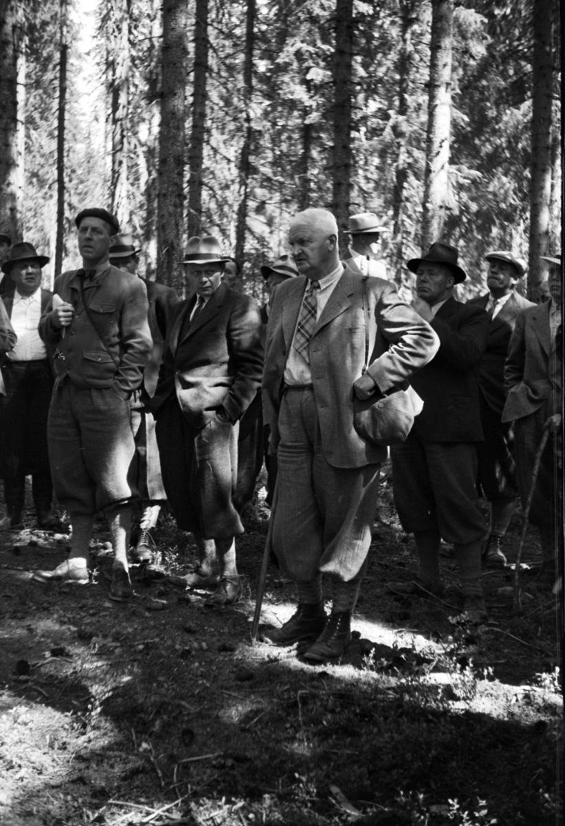 Håkon Prestkværn, Buvika sagbruk, skogbefaring, Ringsaker allmenning. Juni 1949.
