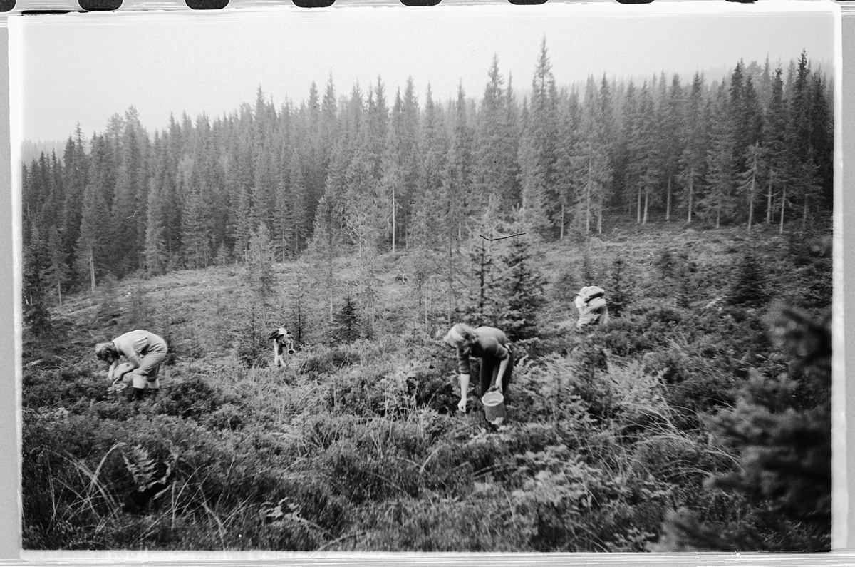 Håkon Prestkværn, Bærplukkere i skogen.