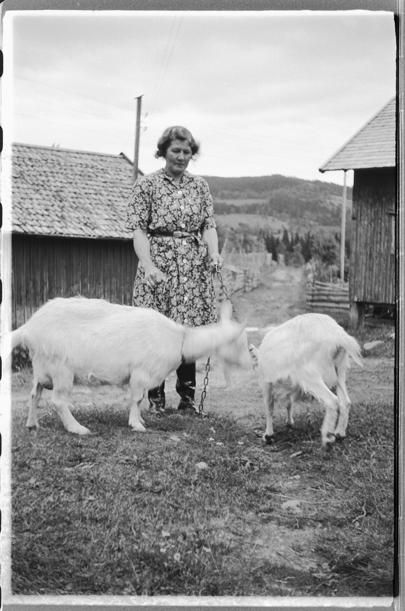 Håkon Prestkværn, Ukjent kvinne i gummistøvler og to geiter på et gardstun.