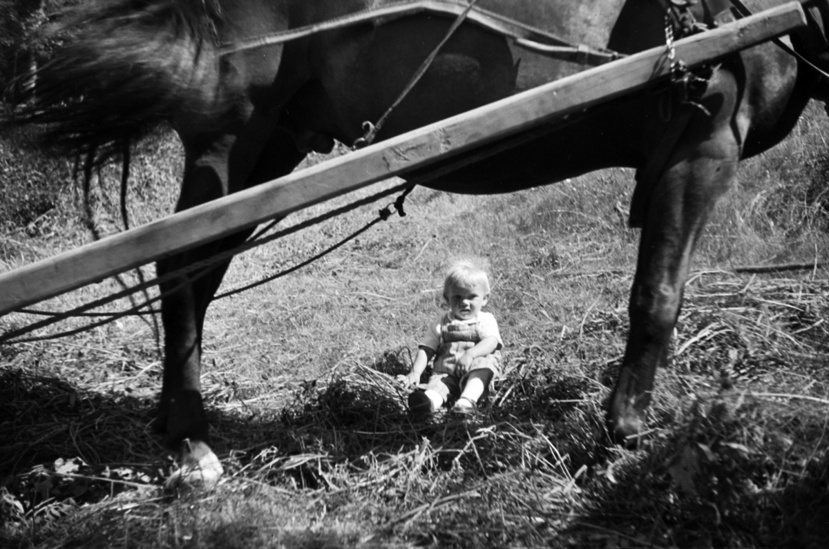 Håkon Prestkværn, Et barn sitter i gresset ved en hest.