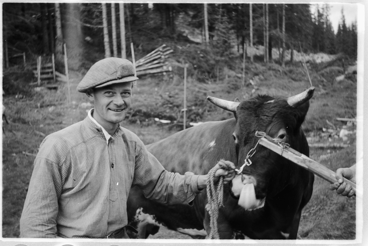 Håkon Prestkværn, Mann holder en okse med nesering.