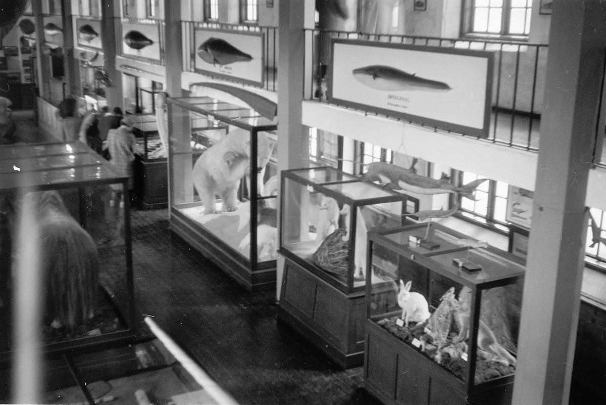 Håkon Prestkværn, Hvalfangstmuseet i Sandefjord, ca. 1950. Utstillingsmontere.