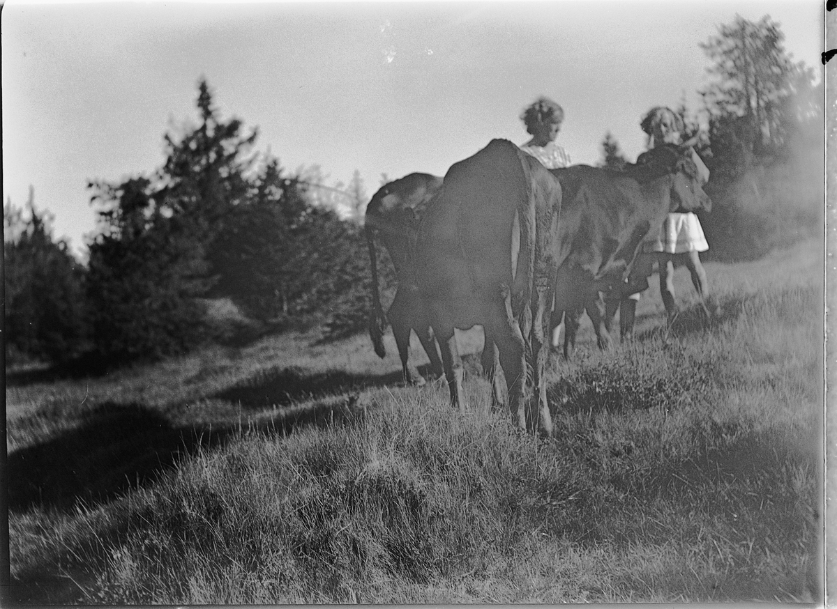 Ole M Martinsen, Eksteriør, skog. To jenter med kuer.