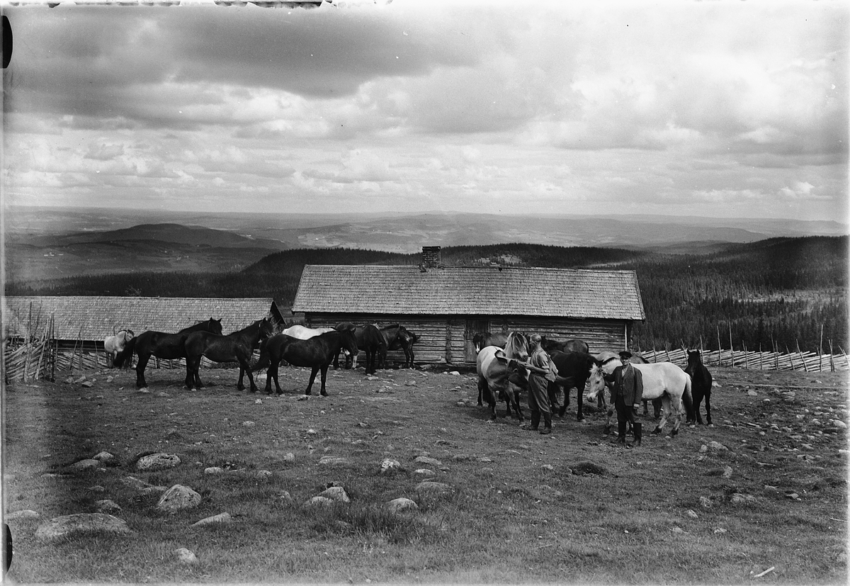 Simen Baardseth, HESTER PÅ FJELLET, HESTESLIPP. Setervang, Biri. Kristian Jensstuen og Halvdan Stenersen.