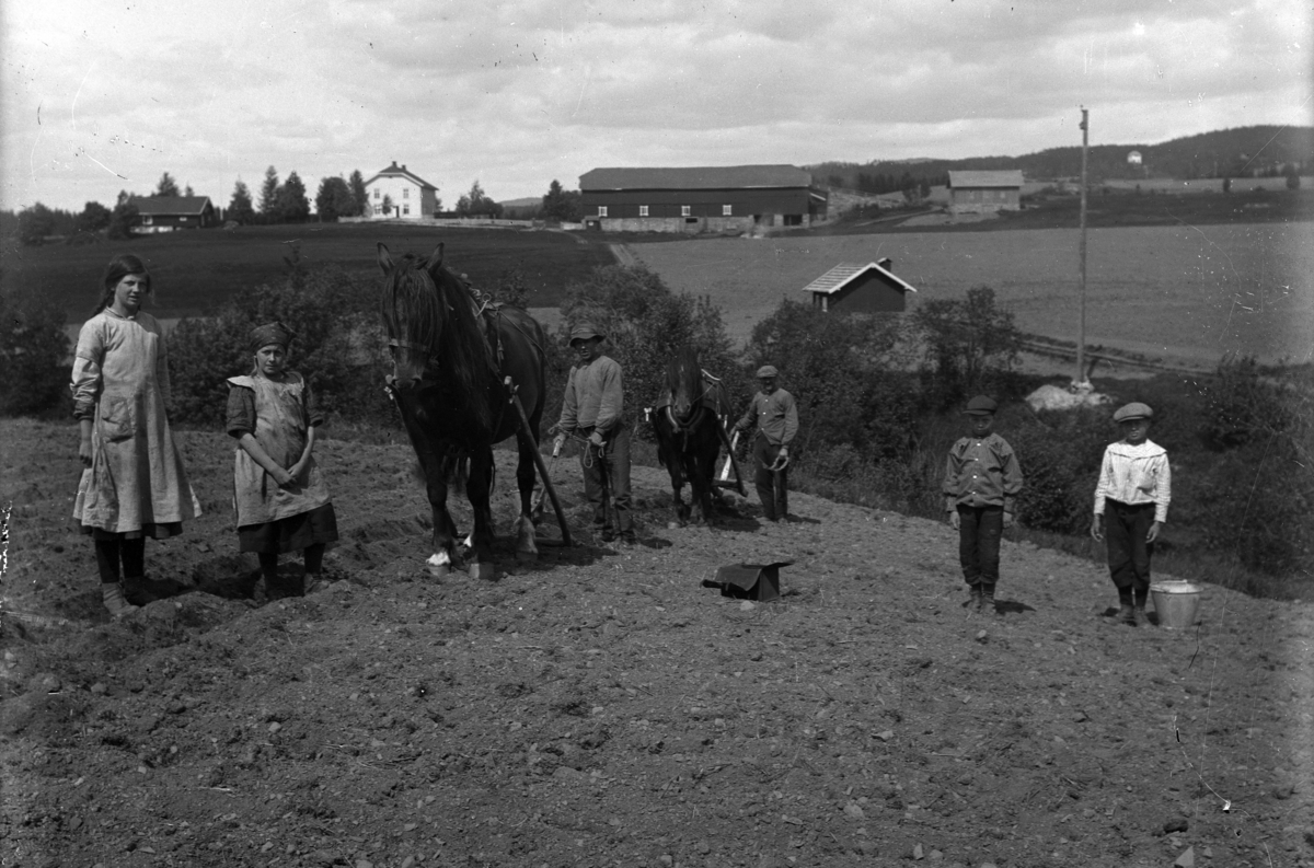 Mikkel Sveinhaug, SVEINHAUG GARD, RINGSAKER. POTETSETTING MED ARD, HESTER, UKJENTE PERSONER, BARN ARBEIDER.