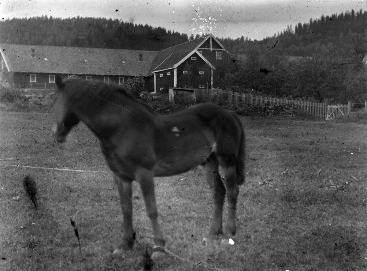 Martin Finborud, En hest. Låven og stabburet på Grefsheim i bakgrunnen. Nes, Hedmark.