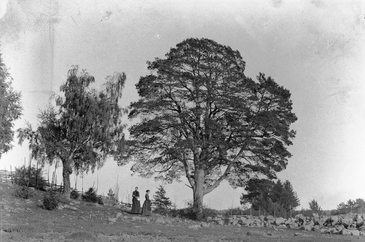 Hans Emil Erichsen, Furu ved Jessnes. 2 ukjente kvinner. Skigard og steingjerde.