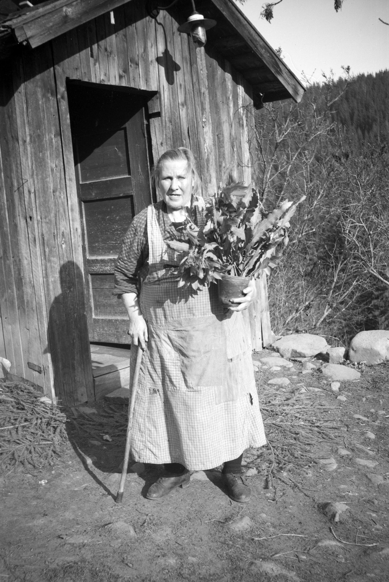 Håkon Prestkværn, Gammel kone med stokk og potteplante. "Hansbakken var en liten plass som lå i skråningen nedenfor Åsmarkvegen mot Moelva ved vannverksdammen. Her bodde Hansbakkjintn, Julie og Oline. Her er Oline avbildet utenfor bislaget. Det er nok blomstene som skal gjødsles og stelles med. " Se Moelvboka s. 67,…