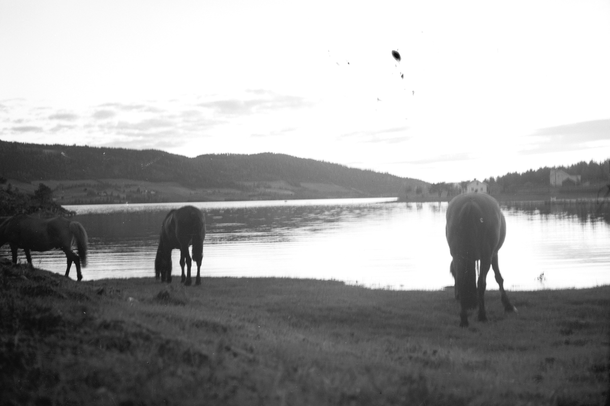 Håkon Prestkværn, Hester på beite ved Mjøsa, Moelv.