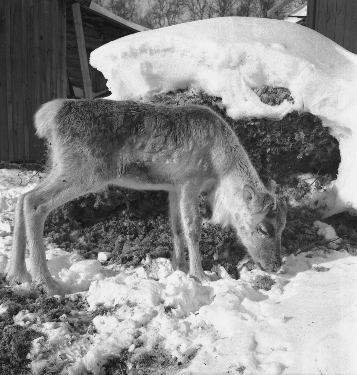 Per Magne Grue, Os, Tufsingdalen, Reinsdyrkalv, Snø