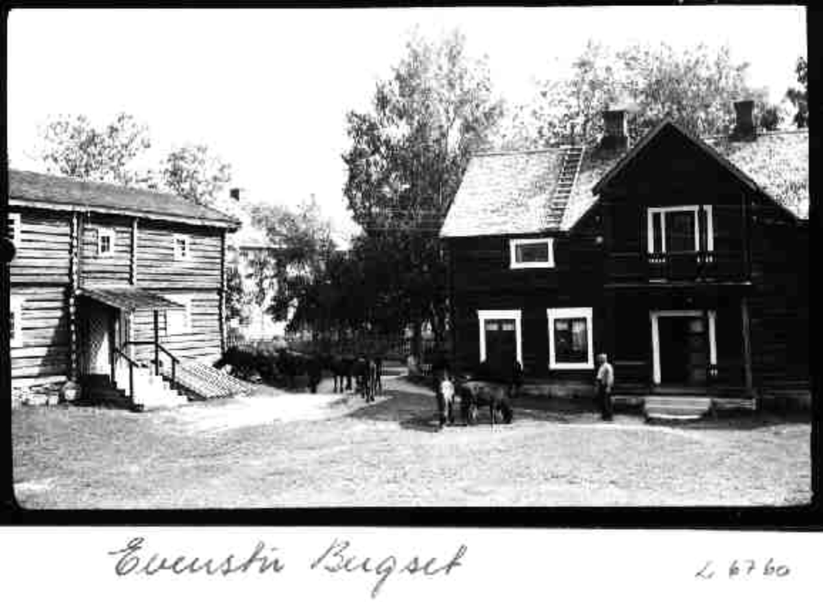 Per K. Lien, Evenstu, Bergset, Rendalen, ku
