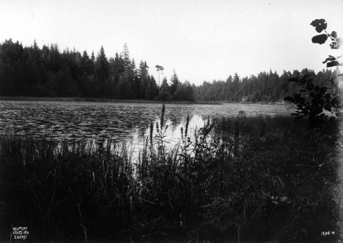 Hermann Christian Neupert, Larkollen, Østfold 1910. Tjern med vannliljer. Skog.
