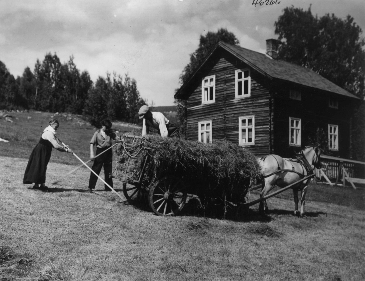 Anders Beer Wilse, Høying Gol